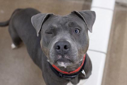 Sasha, Adoptable, Adult Female Pit Bull Terrier & Mixed Breed.