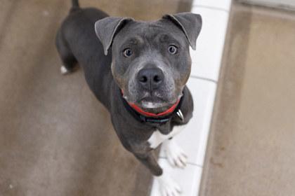 Enlarge Sasha, a Adoptable mixed breed in Golden Valley, MN image 2/3