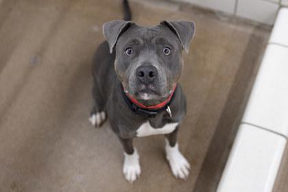 Enlarge Sasha, a Adoptable mixed breed in Golden Valley, MN image 3/3