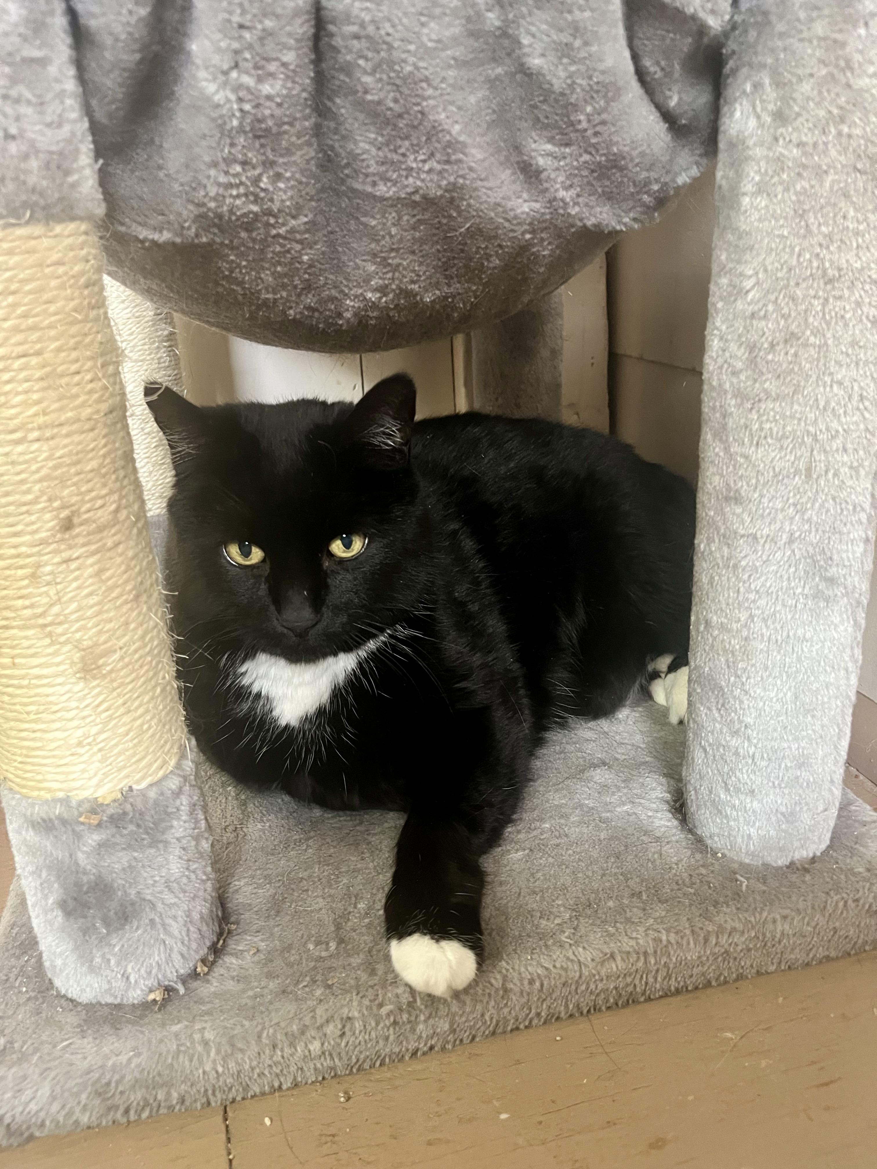 Enlarge blacky (part of a bonded trio), a ADOPTABLE Domestic Short Hair in Leavenworth, KS image 1/1
