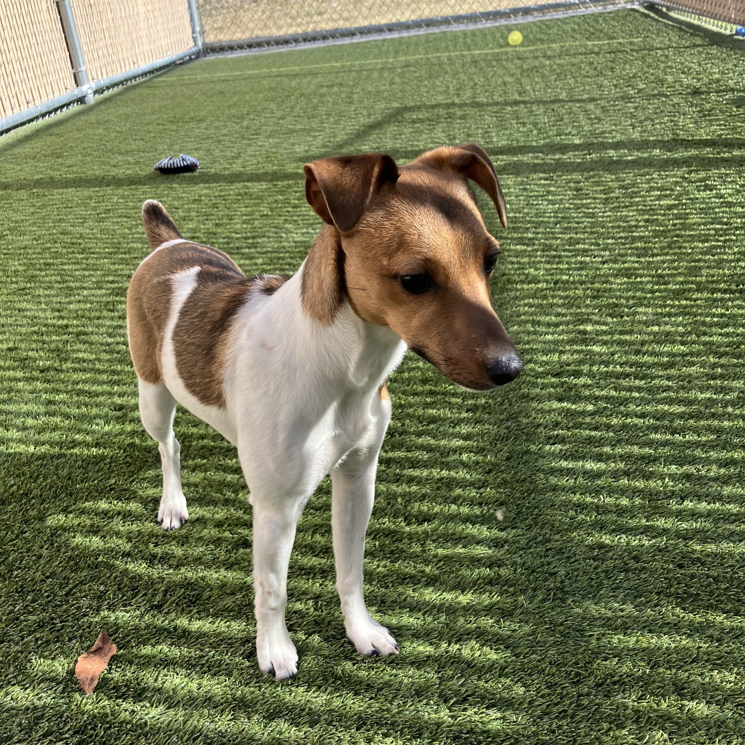 Izzy, adopted, Young Female Jack Russell Terrier.