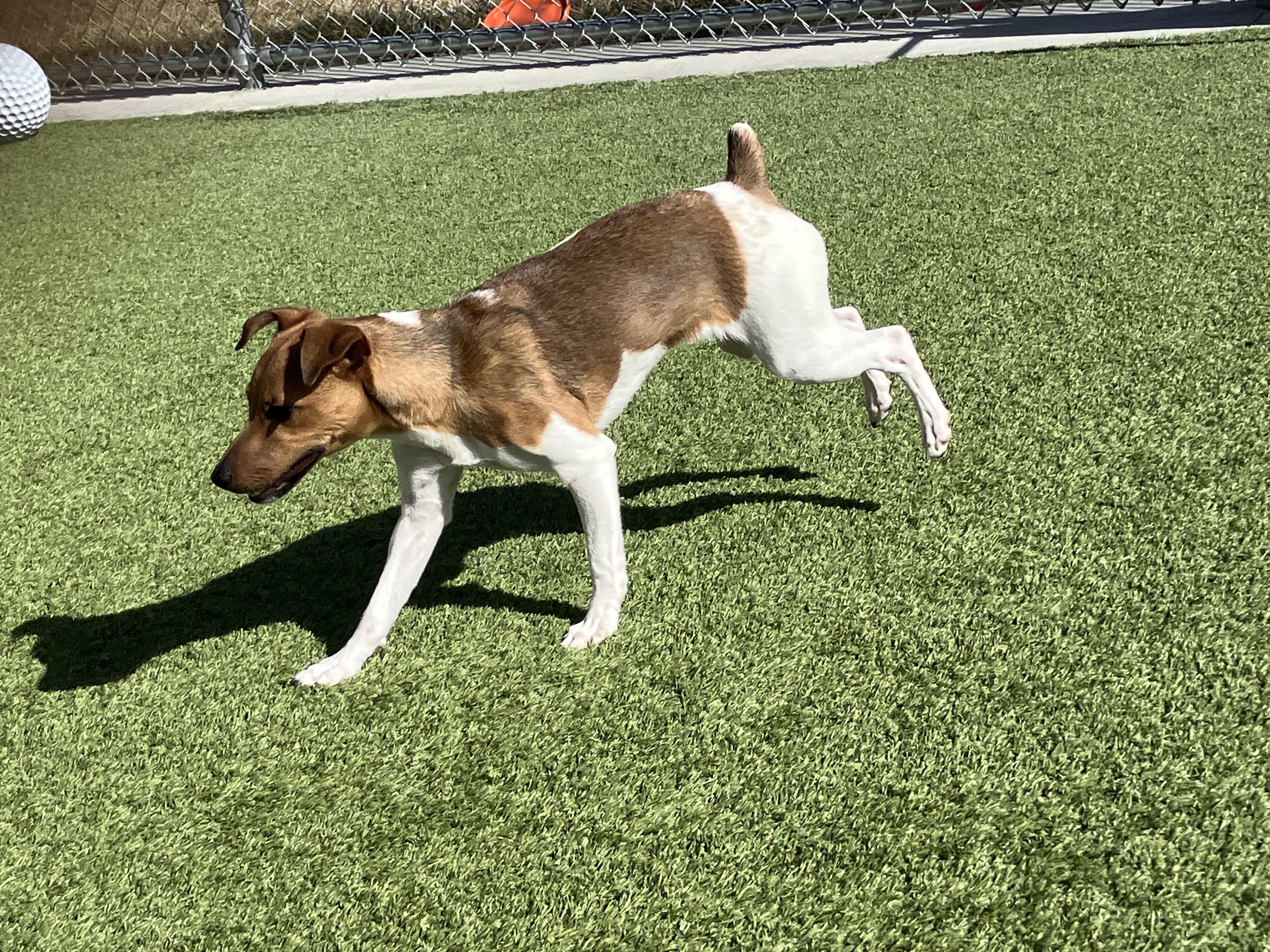 Enlarge Izzy, an adopted Jack Russell Terrier in Liberty, MO image 3/4