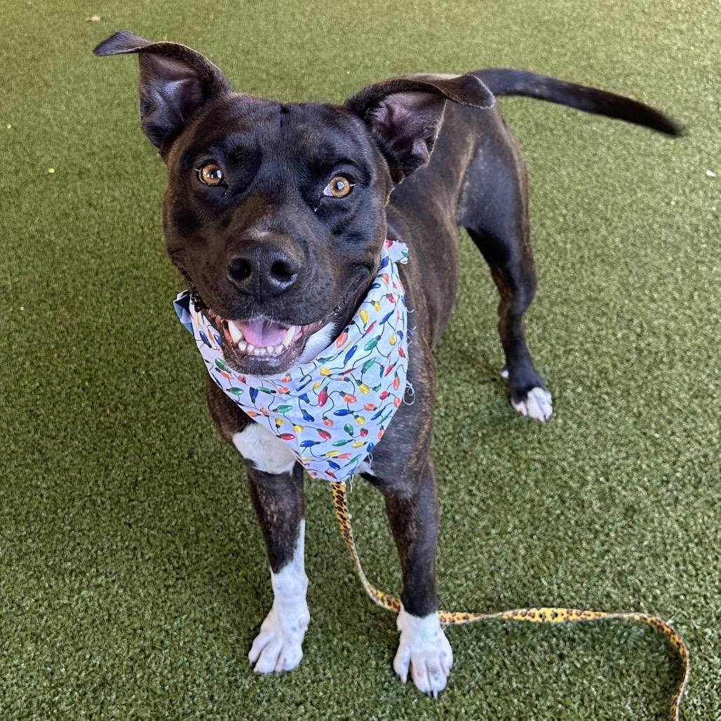 Bingo, a Adoptable mixed breed in West Palm Beach, FL image 1/6