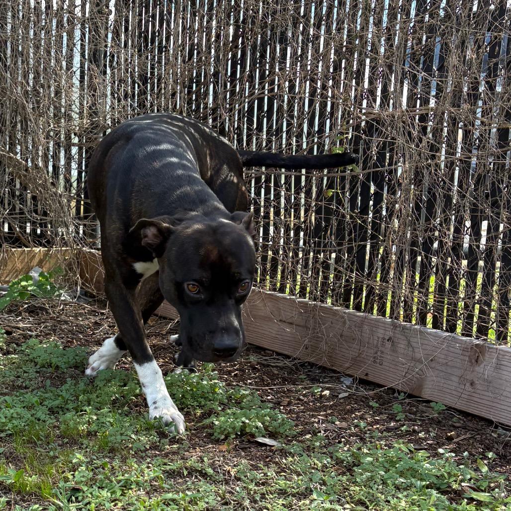 Bingo, a Adoptable mixed breed in West Palm Beach, FL image 2/6