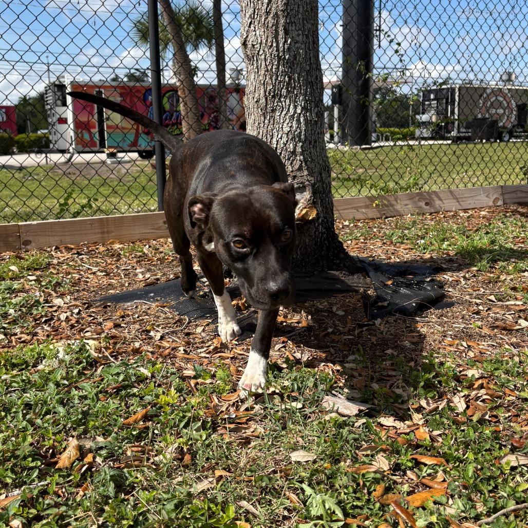 Bingo, a Adoptable mixed breed in West Palm Beach, FL image 3/6