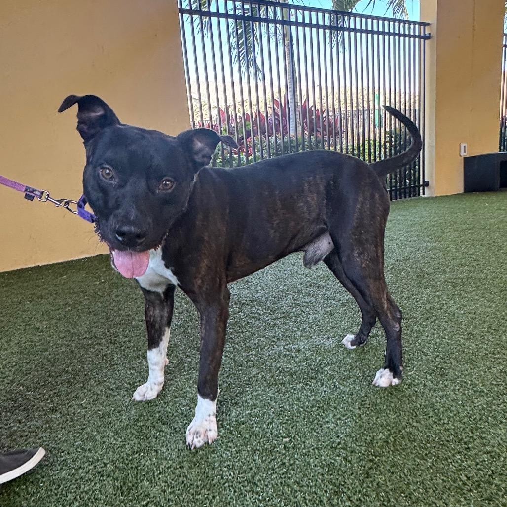 Bingo, a Adoptable mixed breed in West Palm Beach, FL image 4/6