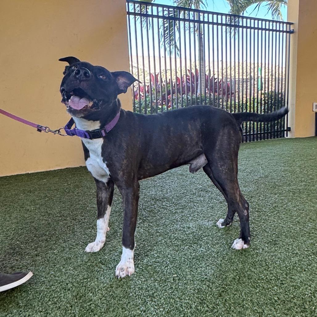 Bingo, a Adoptable mixed breed in West Palm Beach, FL image 5/6