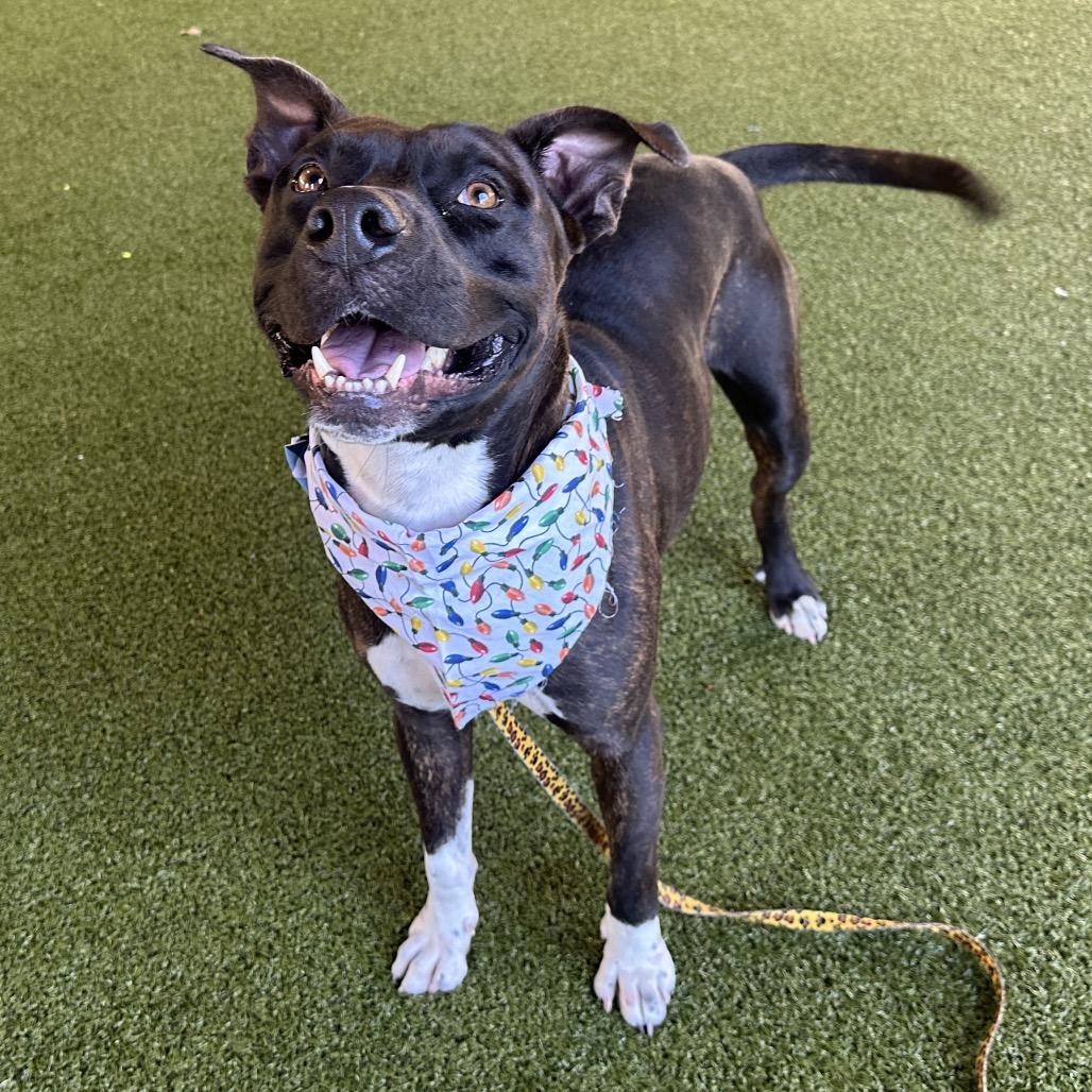 Bingo, a Adoptable mixed breed in West Palm Beach, FL image 6/6