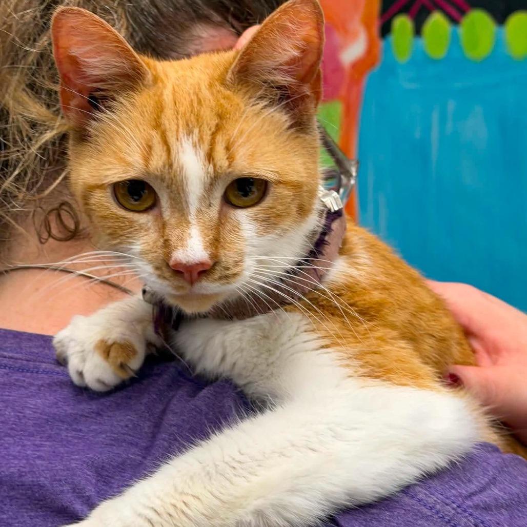 Stardust, Adoptable, Adult Female Domestic Short Hair.