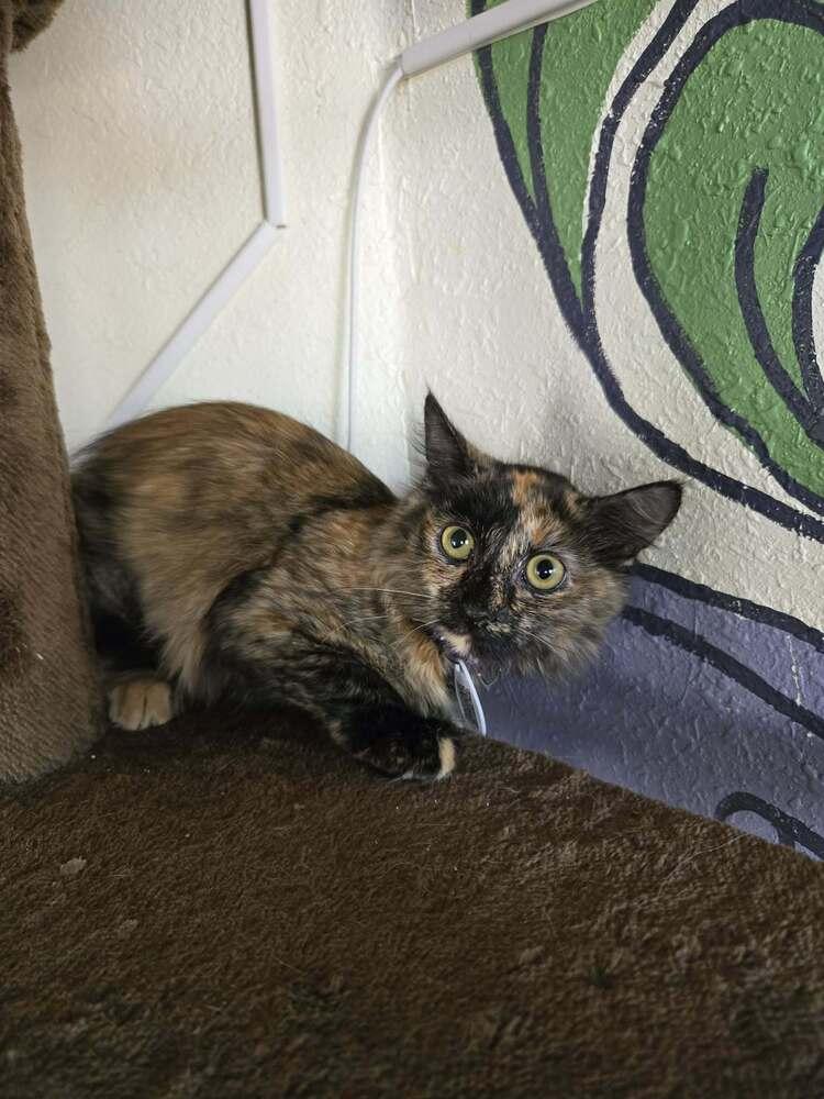Peach 5, Adoptable, Kitten Female Domestic Medium Hair.