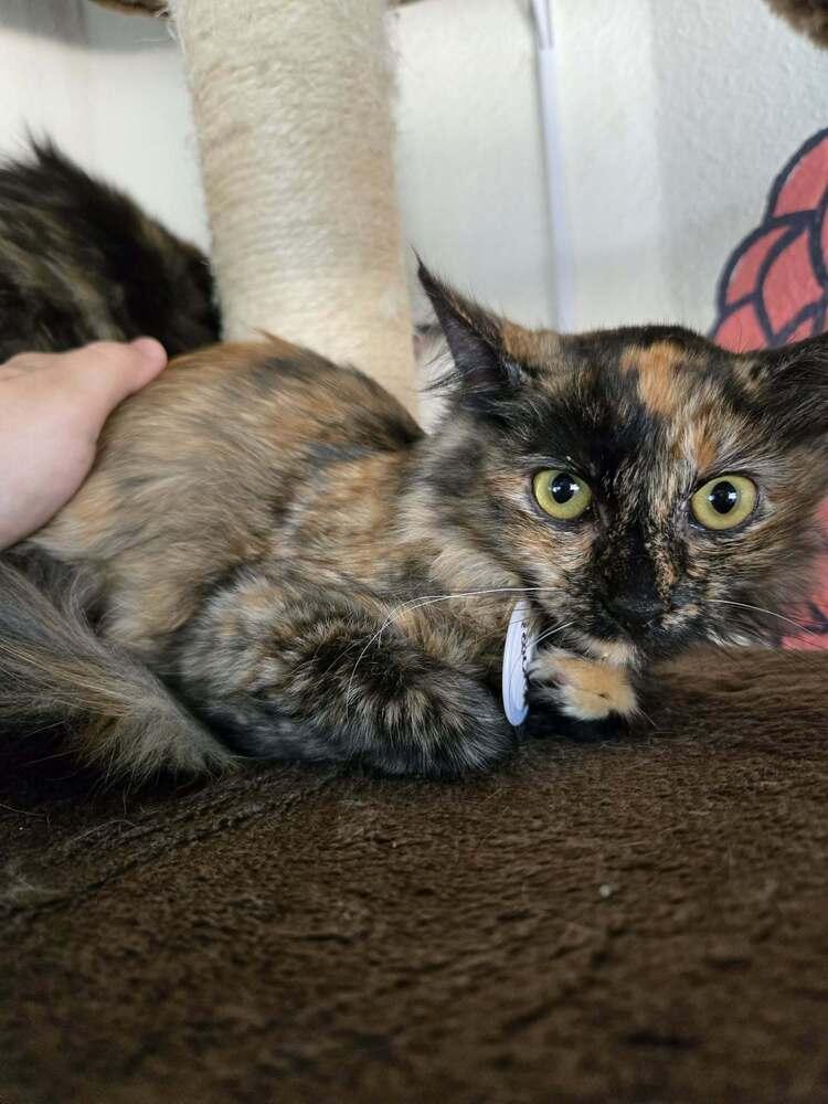 Enlarge Peach 5, a Adoptable mixed breed in tucson, AZ image 2/2