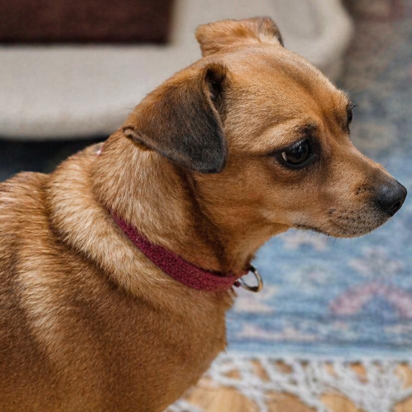 Enlarge Carmina, a Adoptable mixed breed in Gulfport, MS image 2/3
