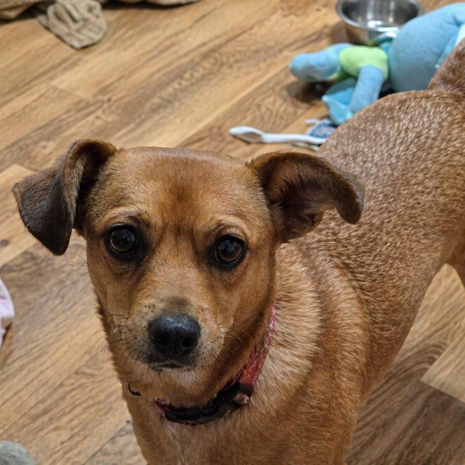 Enlarge Carmina, a Adoptable mixed breed in Gulfport, MS image 3/3