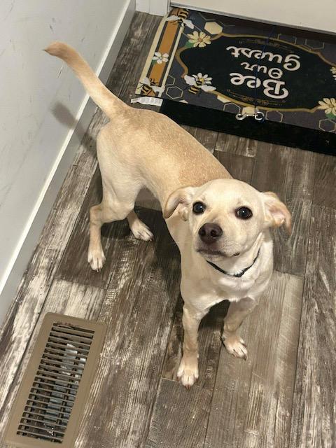 Enlarge Luke, an adopted mixed breed in Madison Heights, MI image 4/6