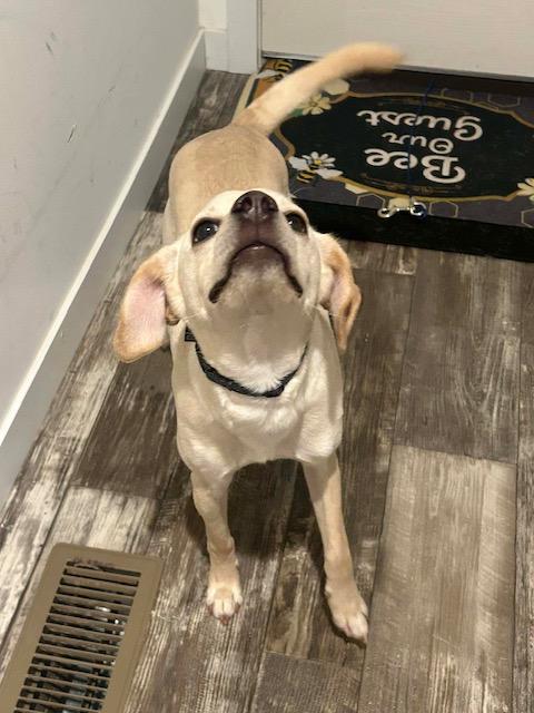 Enlarge Luke, an adopted mixed breed in Madison Heights, MI image 5/6