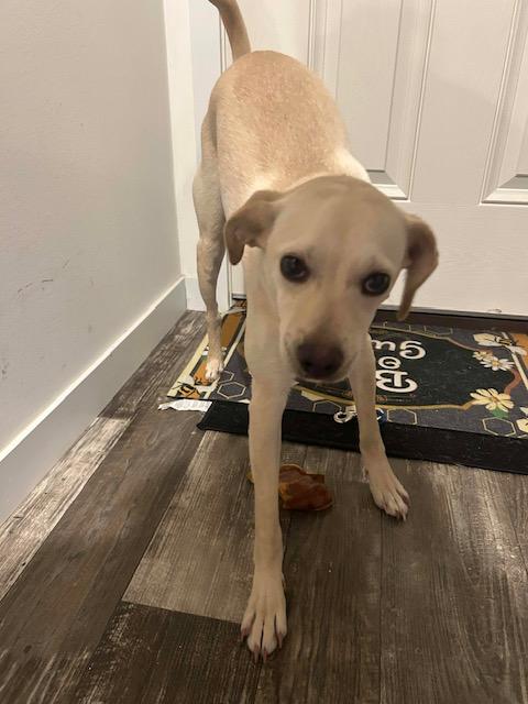 Enlarge Luke, an adopted mixed breed in Madison Heights, MI image 6/6