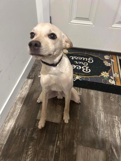 Enlarge Luke, an adopted mixed breed in Madison Heights, MI image 3/6