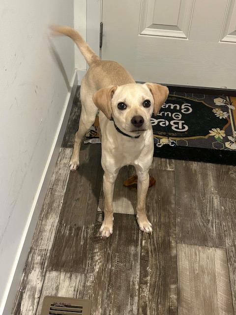 Enlarge Luke, an adopted mixed breed in Madison Heights, MI image 2/6