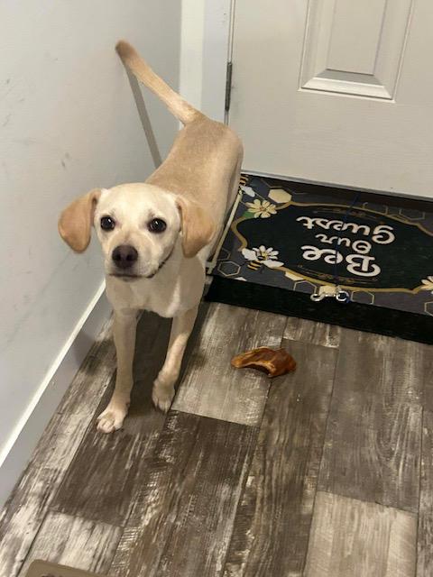 Luke, adopted, Young Male Labrador Retriever & Beagle.