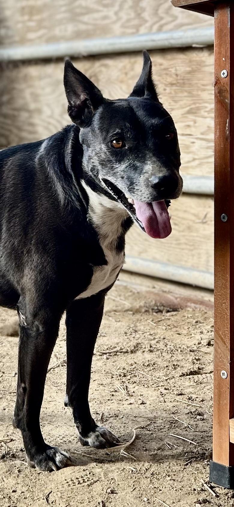 Enlarge Millie, a Adoptable mixed breed in Bakersfield, CA image 2/5