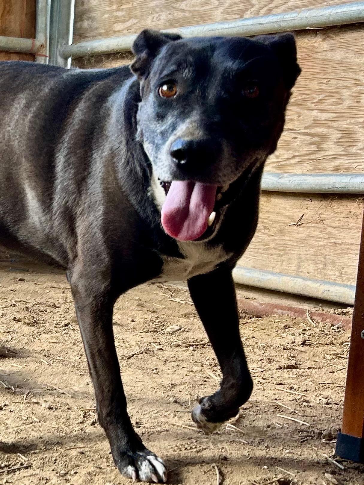 Enlarge Millie, a Adoptable mixed breed in Bakersfield, CA image 3/5