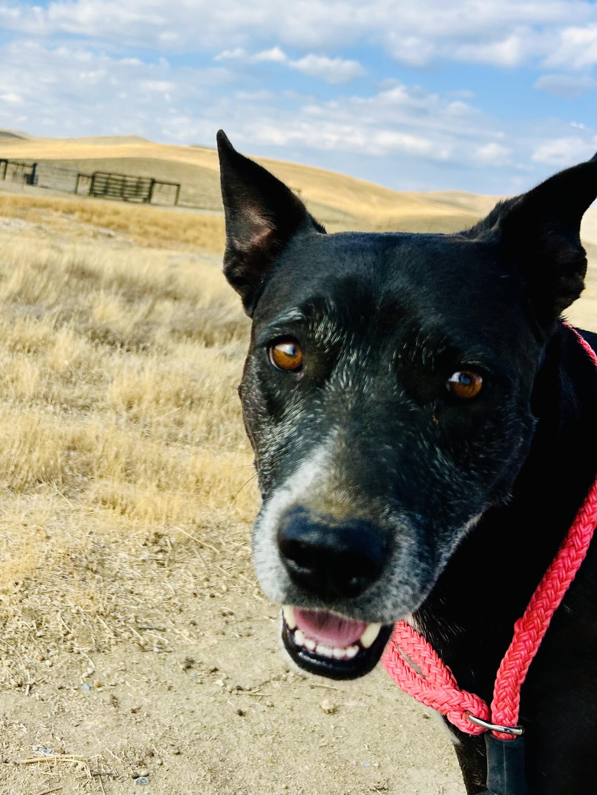 Enlarge Millie, a Adoptable mixed breed in Bakersfield, CA image 1/5