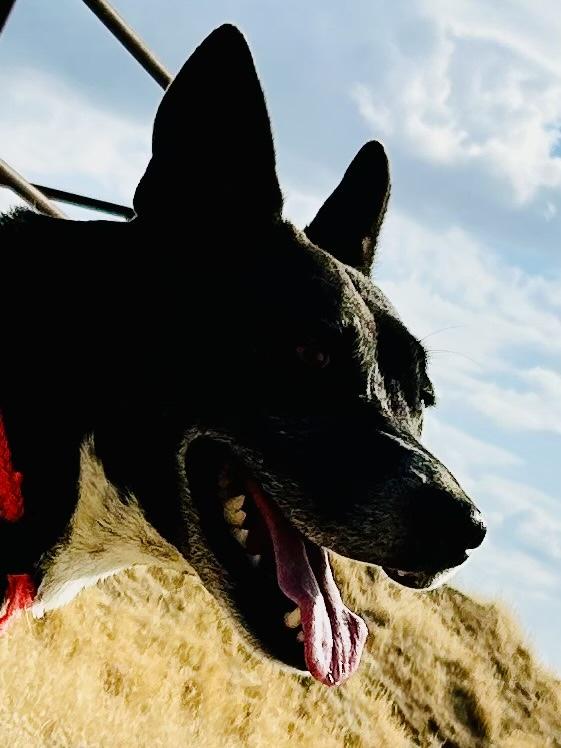 Enlarge Millie, a Adoptable mixed breed in Bakersfield, CA image 5/5