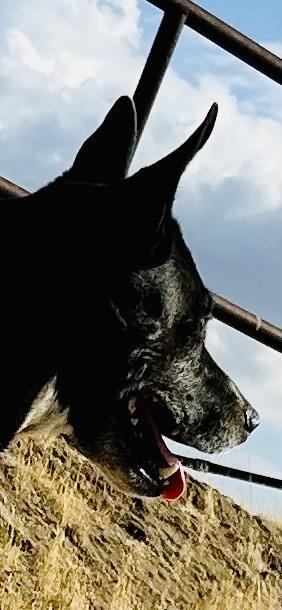 Millie, Adoptable, Senior Female Cattle Dog & Black Labrador Retriever.