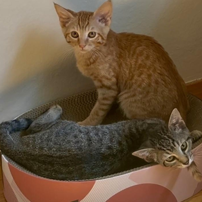 Phineas & Ferb - bonded male kittens Tabby Cat