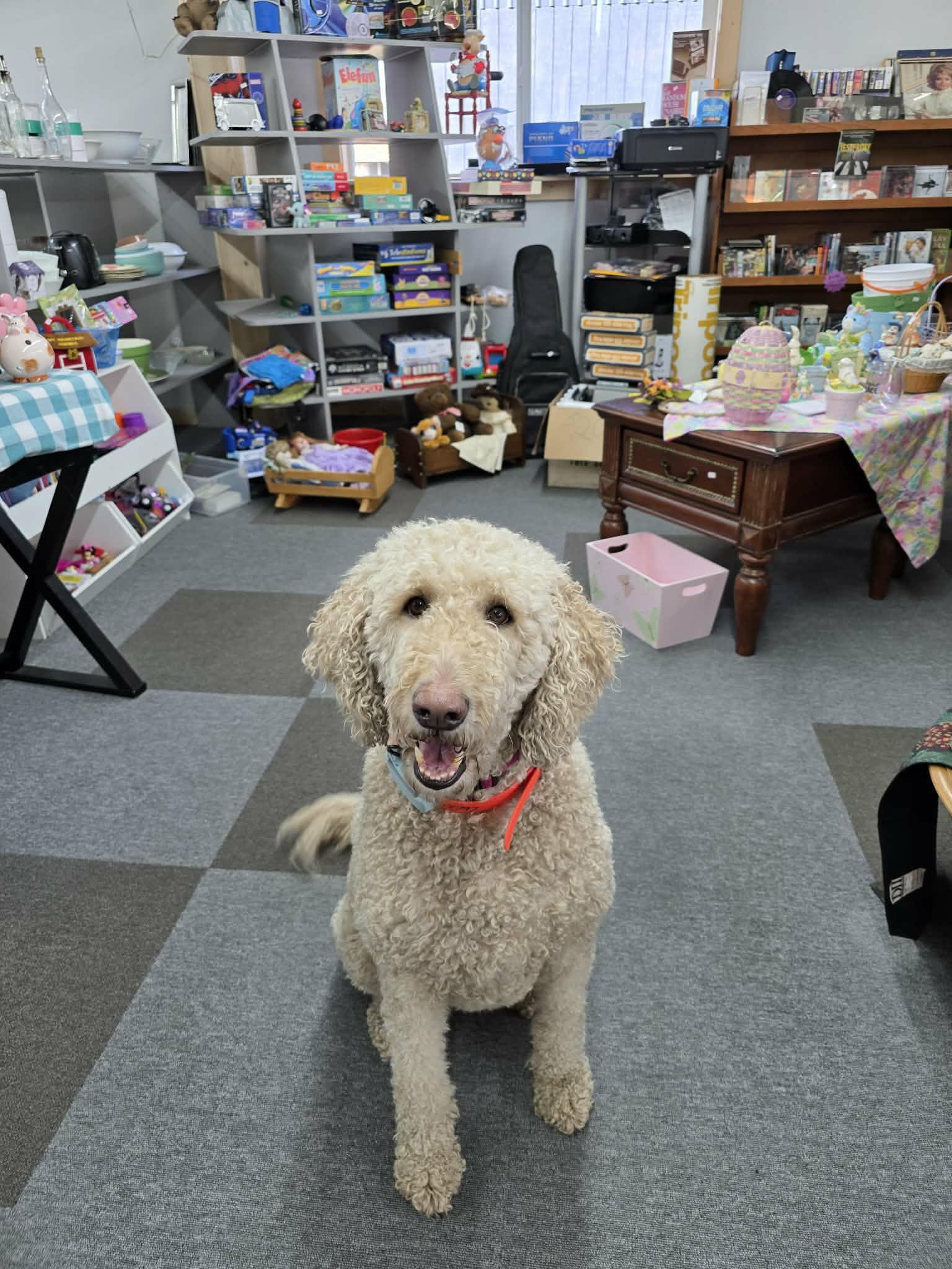 Enlarge Lulu, a ADOPTABLE Labradoodle in Oakville, WA image 2/4