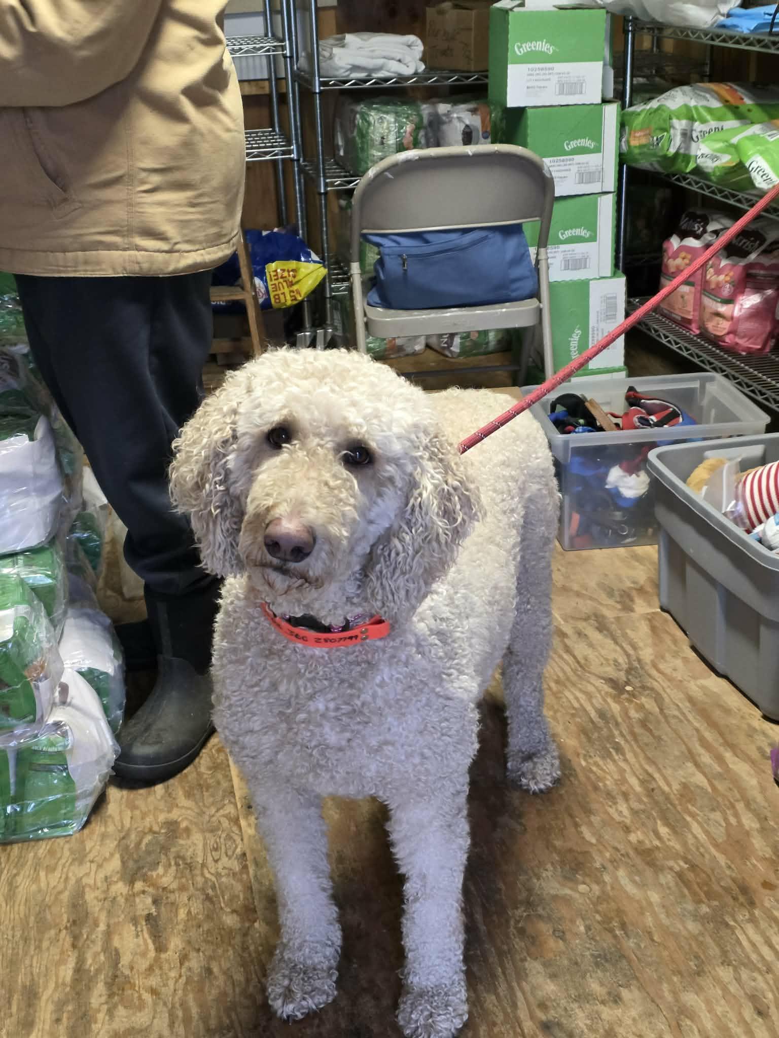 Enlarge Lulu, a ADOPTABLE Labradoodle in Oakville, WA image 1/4