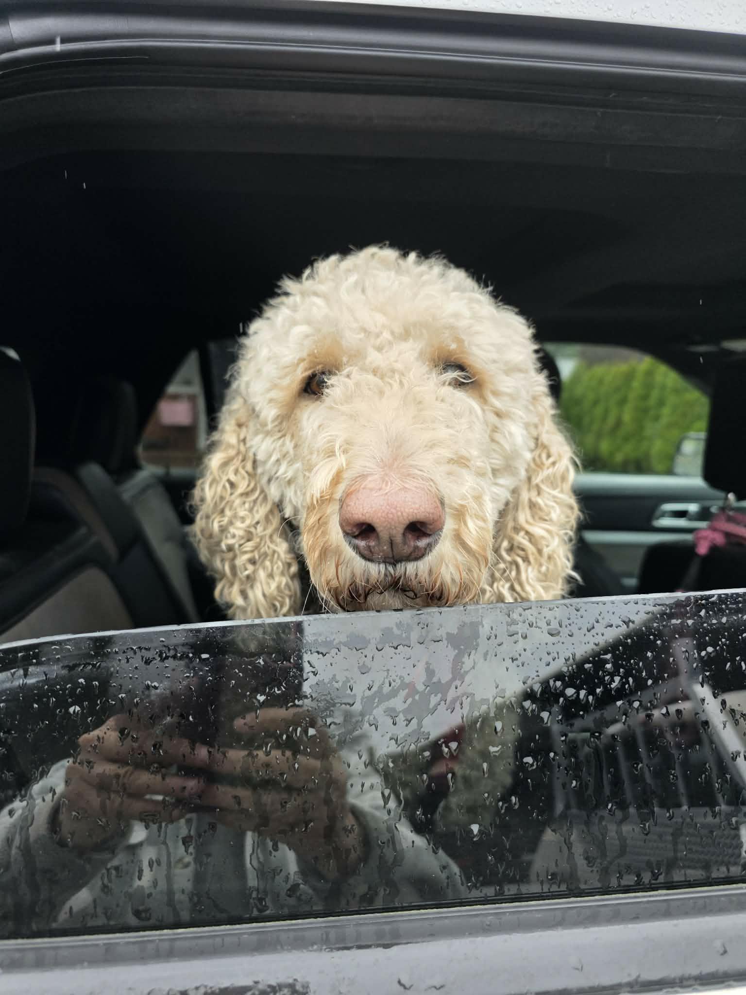 Enlarge Lulu, a ADOPTABLE Labradoodle in Oakville, WA image 4/4