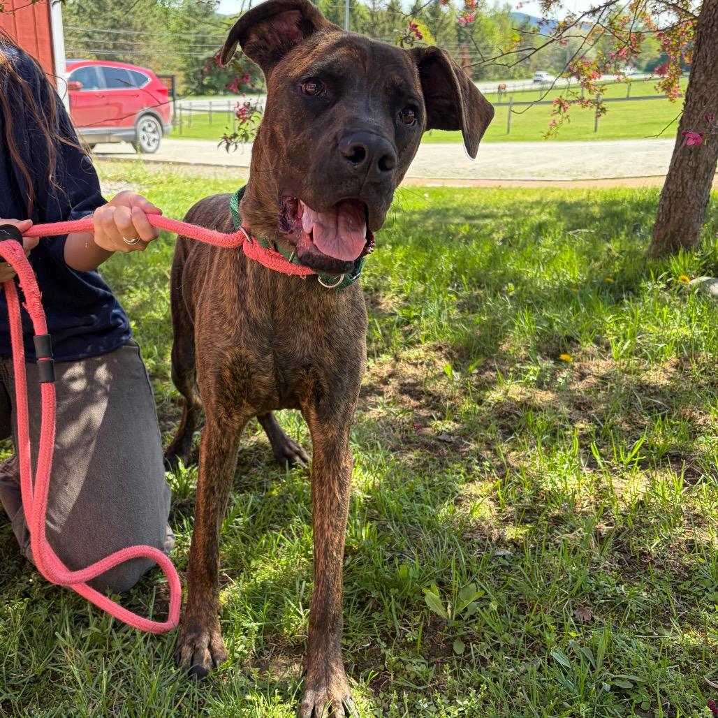 Dozer, Adoptable, Young Male Boxer & Mixed Breed.