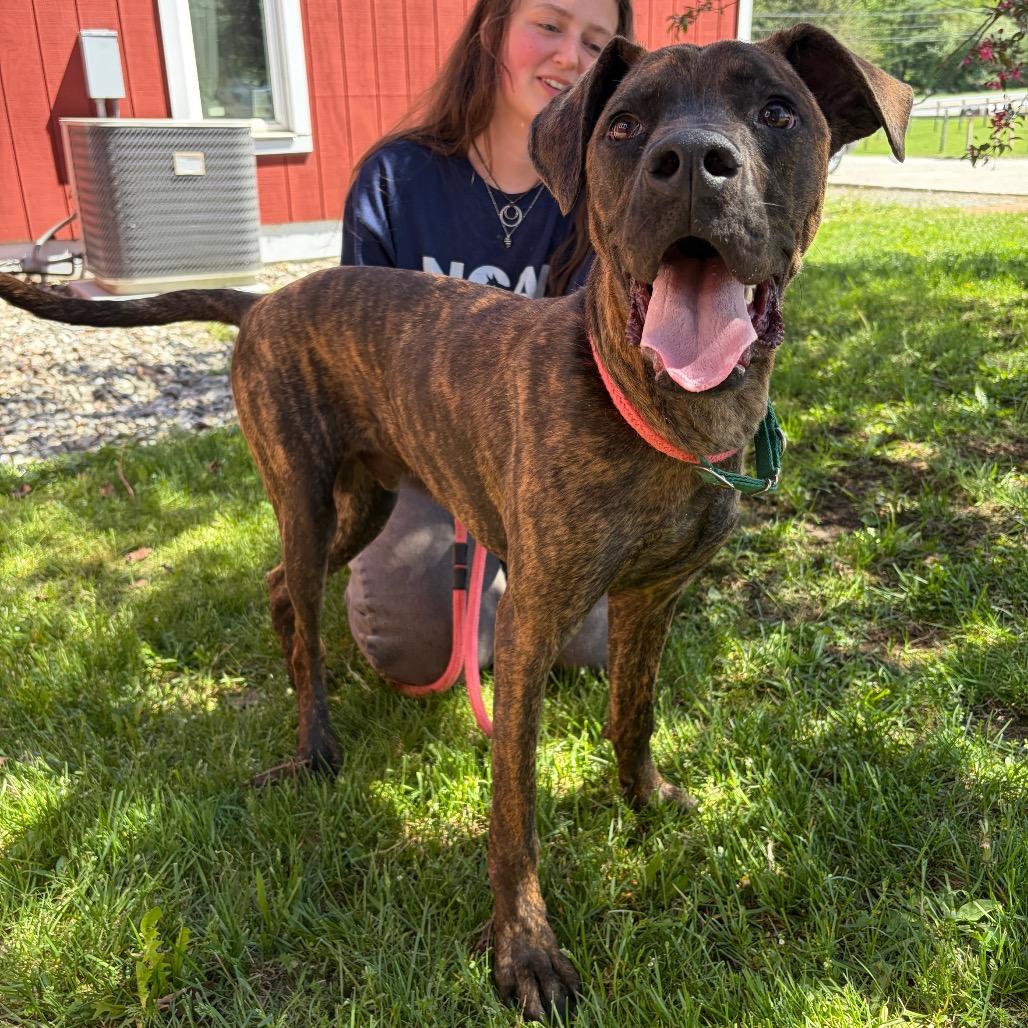Dozer, a Adoptable mixed breed in Morrisville, VT image 2/6