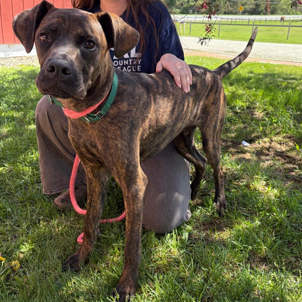 Dozer, a Adoptable mixed breed in Morrisville, VT image 3/6