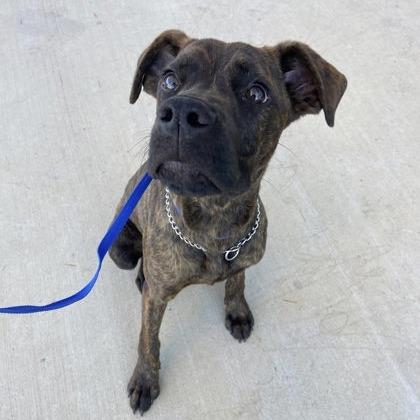 Dozer, a Adoptable mixed breed in Morrisville, VT image 4/6