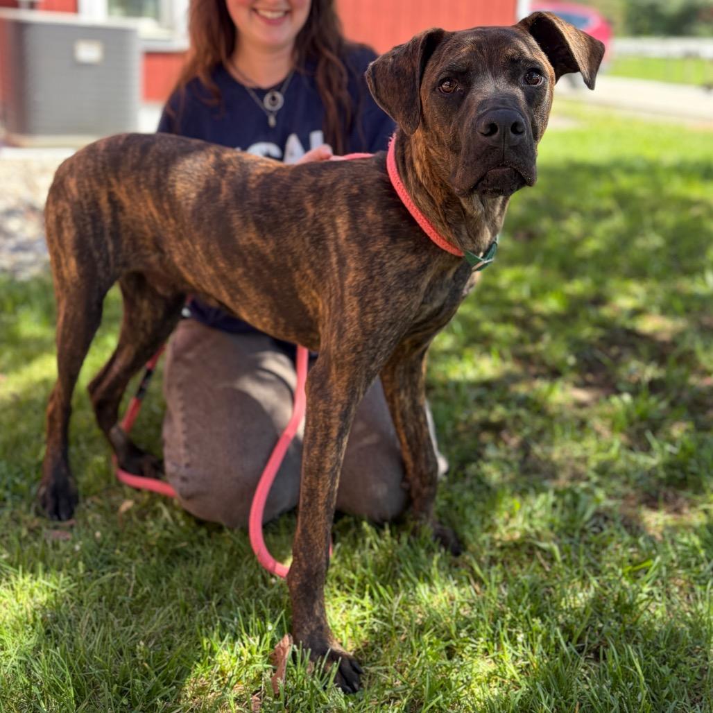 Dozer, a Adoptable mixed breed in Morrisville, VT image 5/6