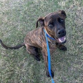 Dozer, a Adoptable mixed breed in Morrisville, VT image 6/6