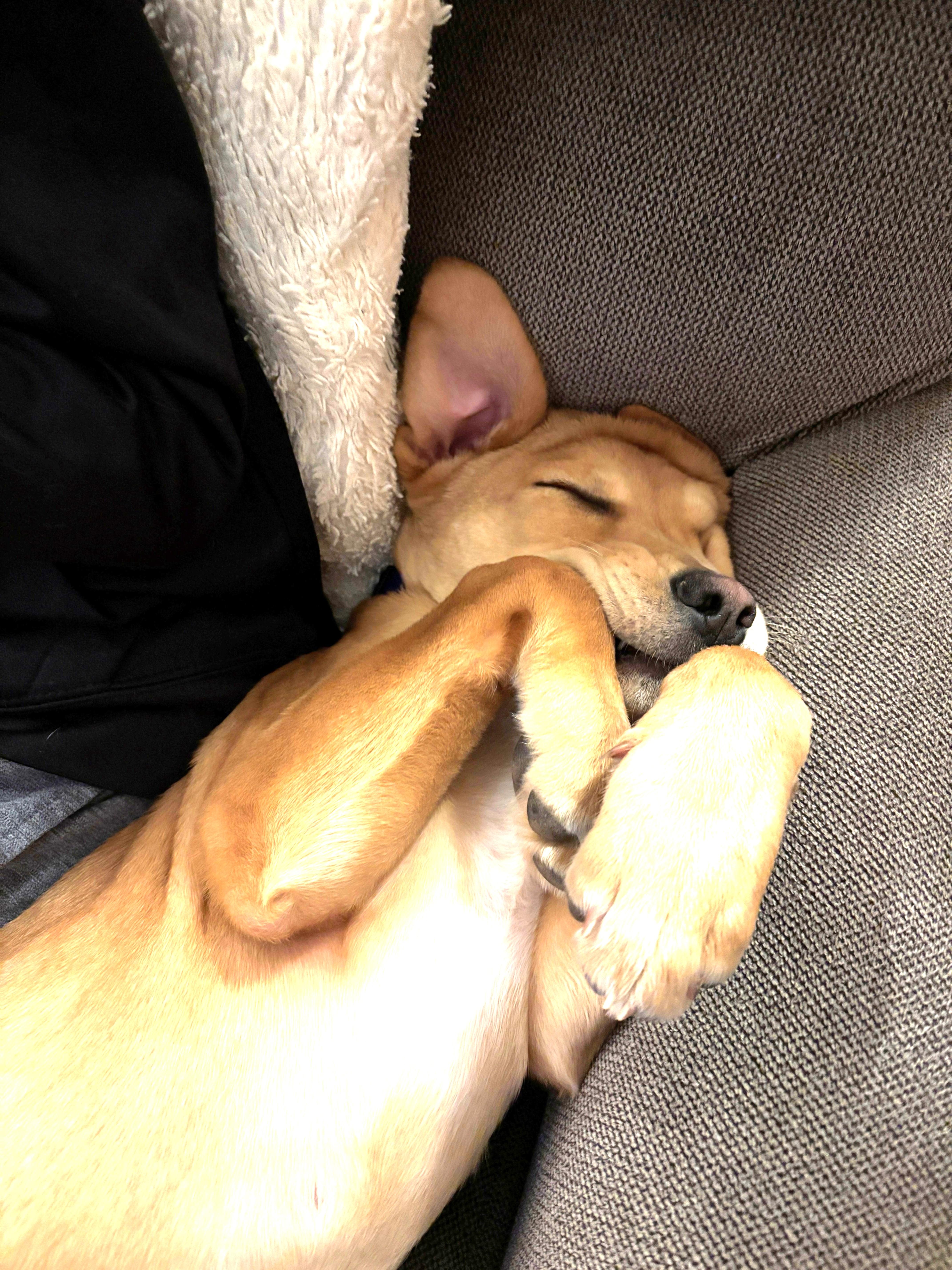 Enlarge Cupid (fun-loving puppy), a ADOPTABLE mixed breed in Ithaca, NY image 2/6