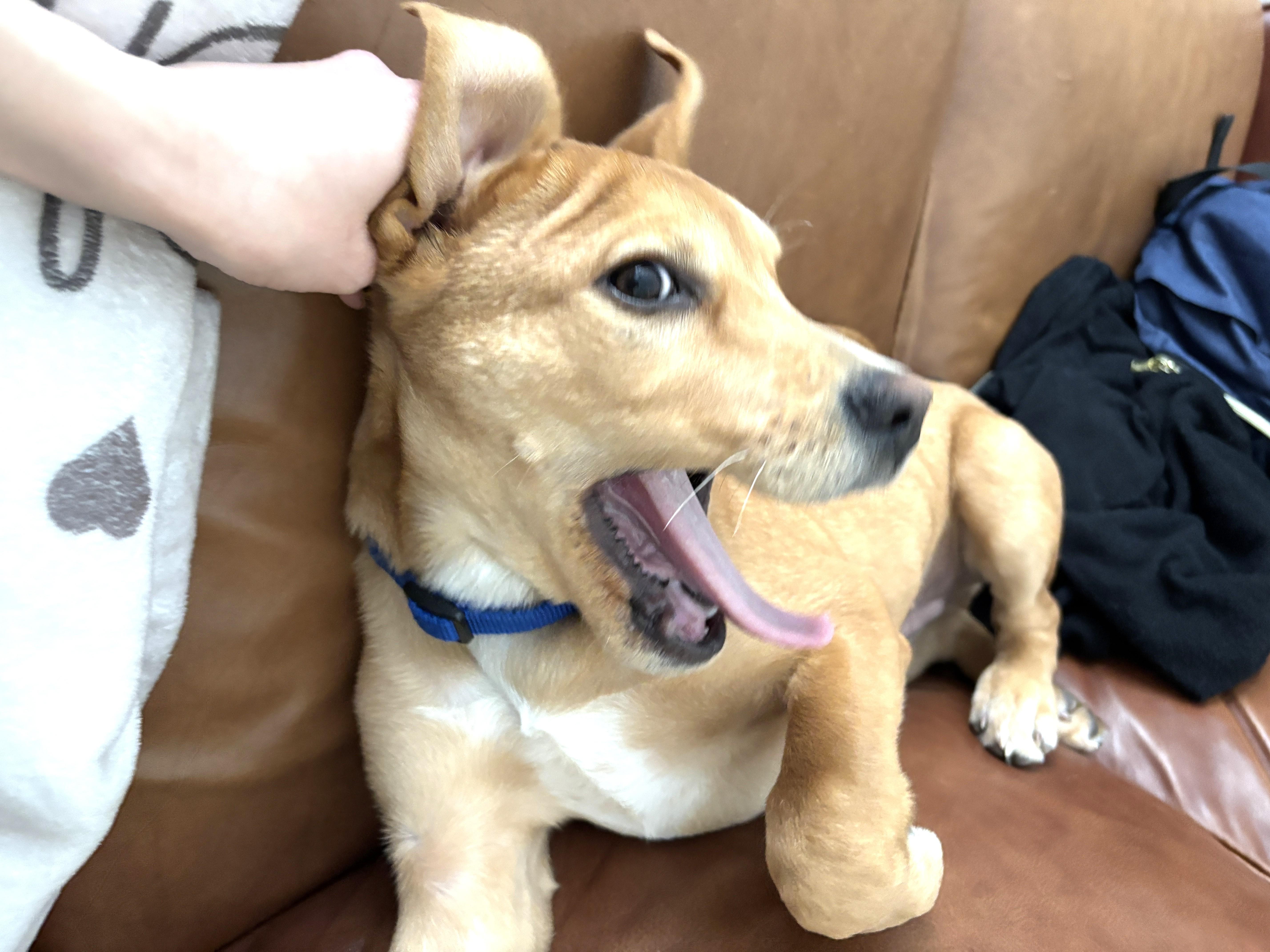 Enlarge Cupid (fun-loving puppy), a ADOPTABLE mixed breed in Ithaca, NY image 3/6