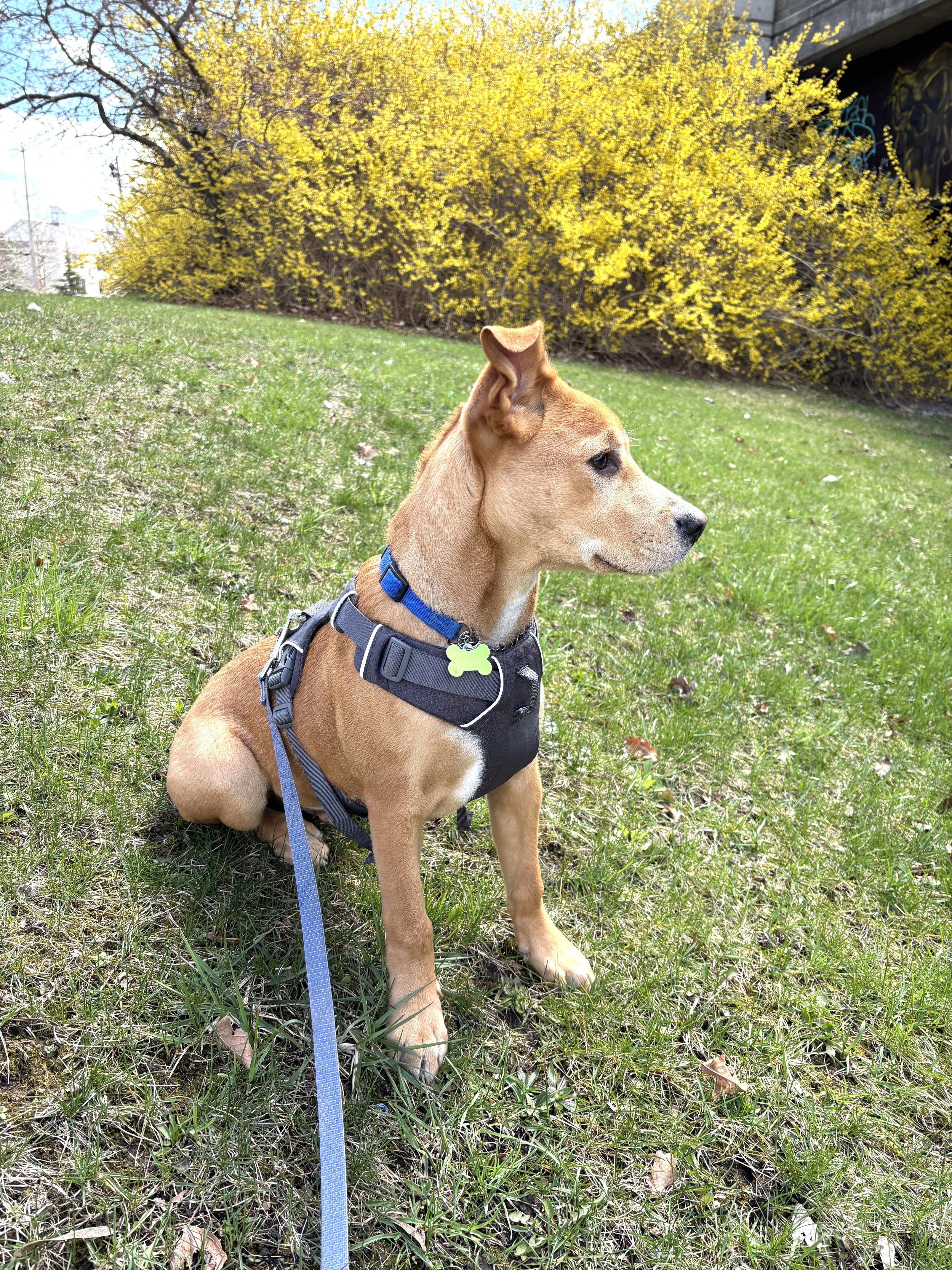 Enlarge Cupid (fun-loving puppy), a ADOPTABLE mixed breed in Ithaca, NY image 5/6