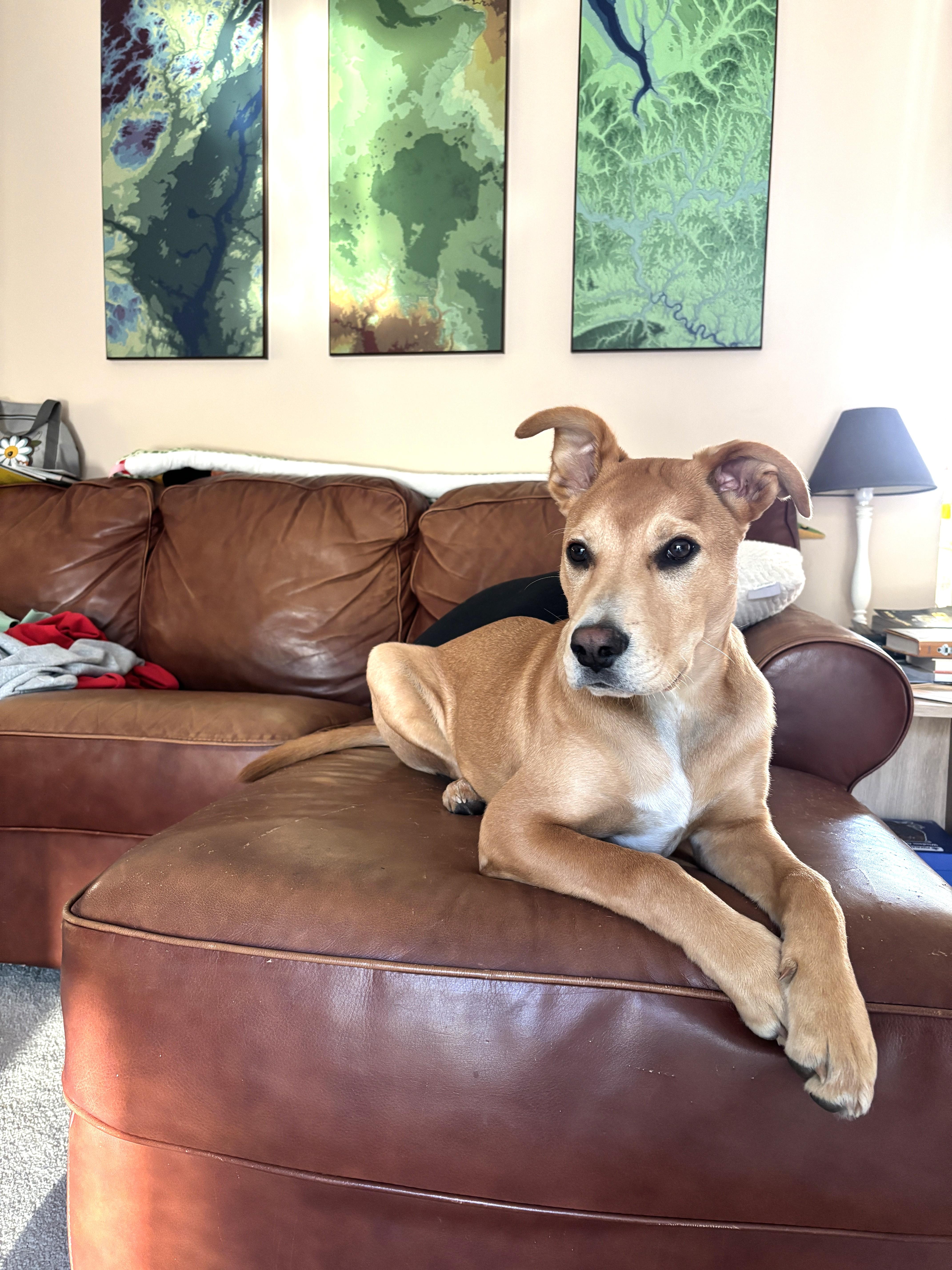 Enlarge Cupid (fun-loving puppy), a ADOPTABLE mixed breed in Ithaca, NY image 6/6