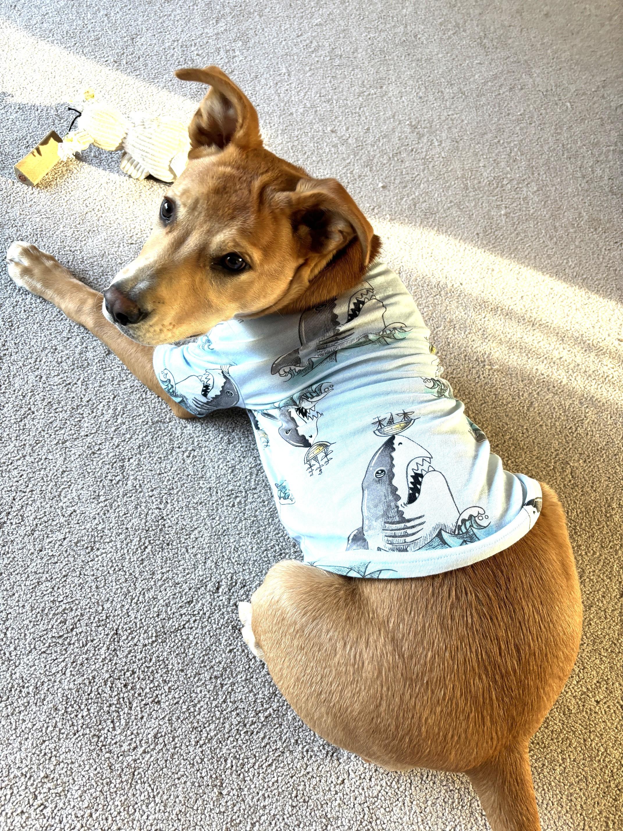 Enlarge Cupid (fun-loving puppy), a ADOPTABLE mixed breed in Ithaca, NY image 4/6