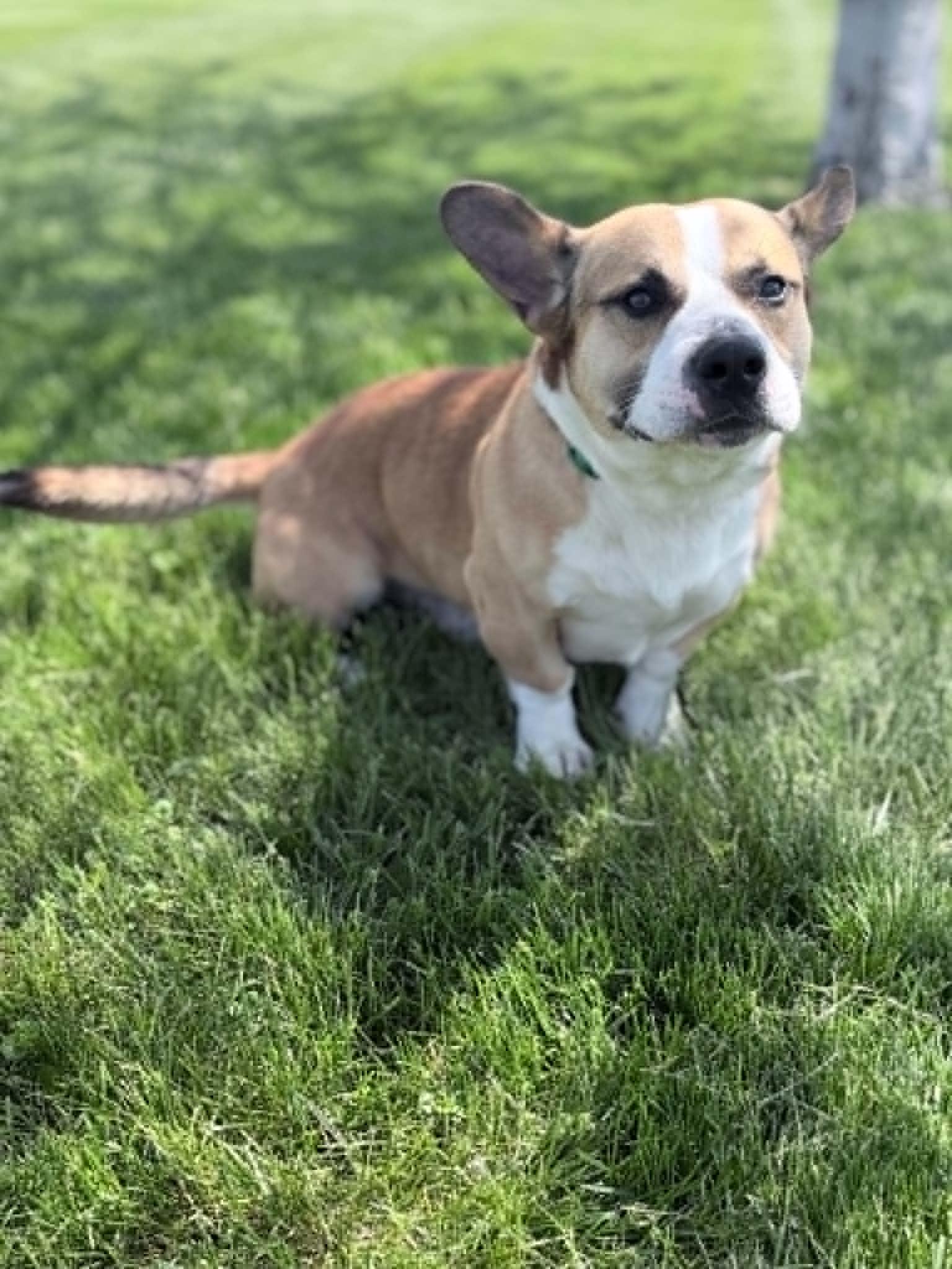 Enlarge Cookie, an adoptable mixed breed in Wapakoneta, OH image 3/6