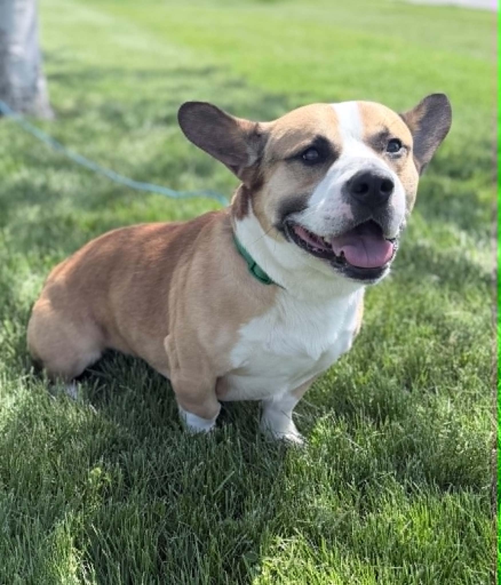 Enlarge Cookie, an adoptable mixed breed in Wapakoneta, OH image 4/6
