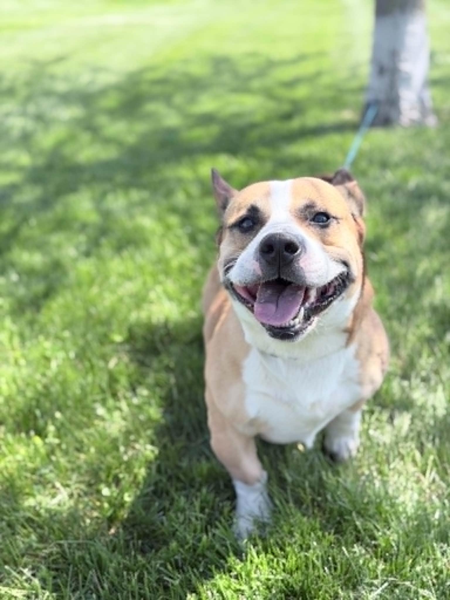 Enlarge Cookie, an adoptable mixed breed in Wapakoneta, OH image 6/6