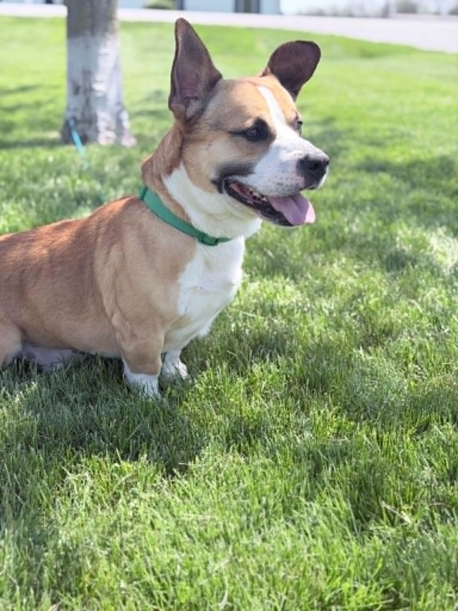 Enlarge Cookie, an adoptable mixed breed in Wapakoneta, OH image 5/6