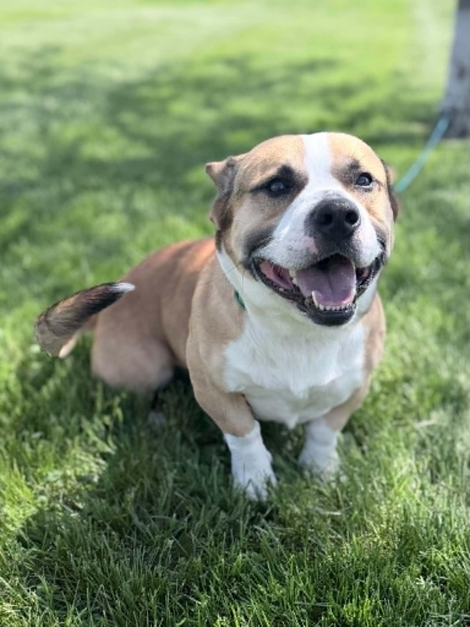 Enlarge Cookie, an adoptable mixed breed in Wapakoneta, OH image 2/6