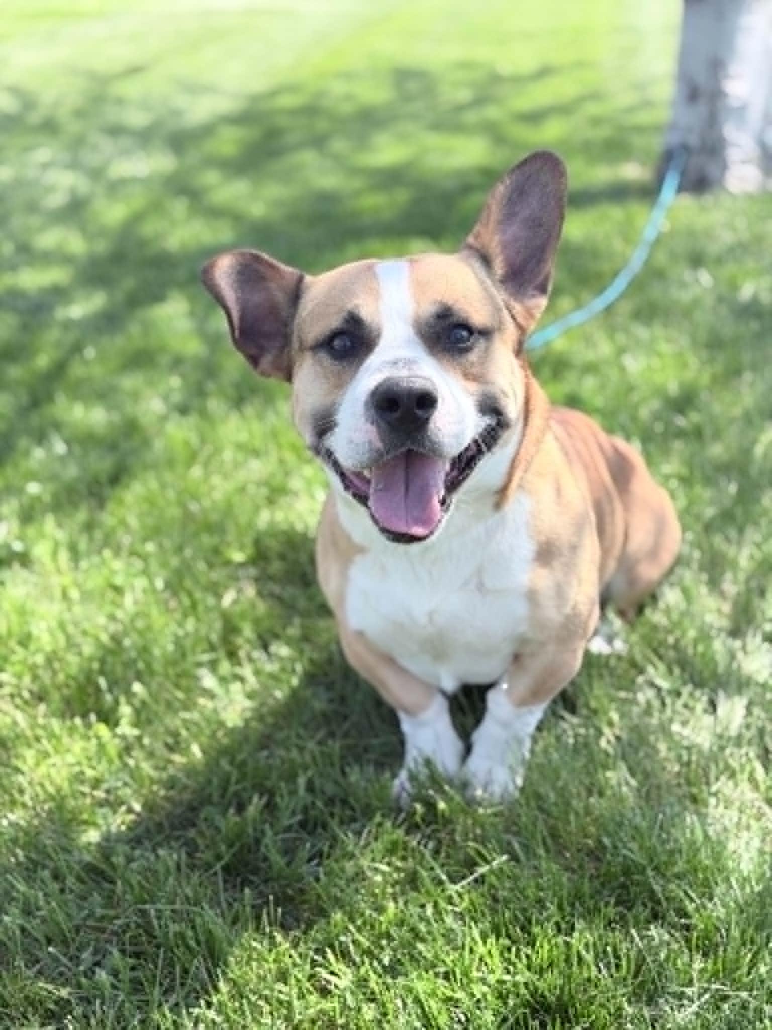 Enlarge Cookie, an adoptable mixed breed in Wapakoneta, OH image 1/6