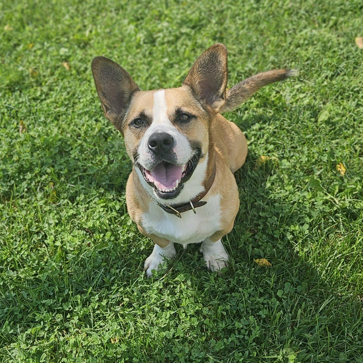 Cookie, Adoptable, Adult Male Pembroke Welsh Corgi & Pit Bull Terrier.